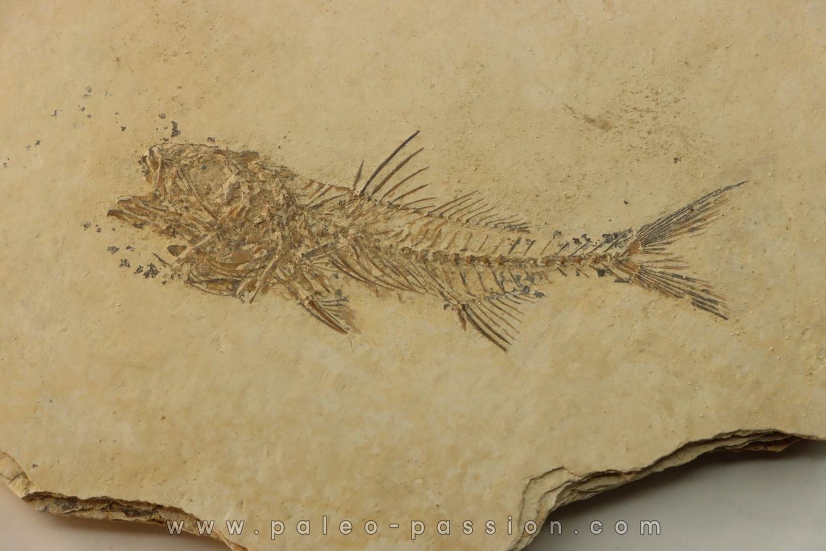 DAPALIS MACRURUS