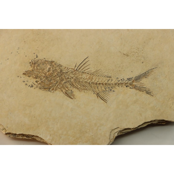 DAPALIS MACRURUS