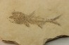 DAPALIS MACRURUS