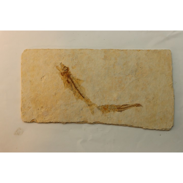 DAPALIS MACRURUS