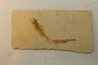 DAPALIS MACRURUS