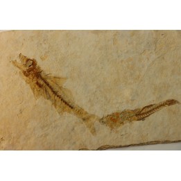 DAPALIS MACRURUS