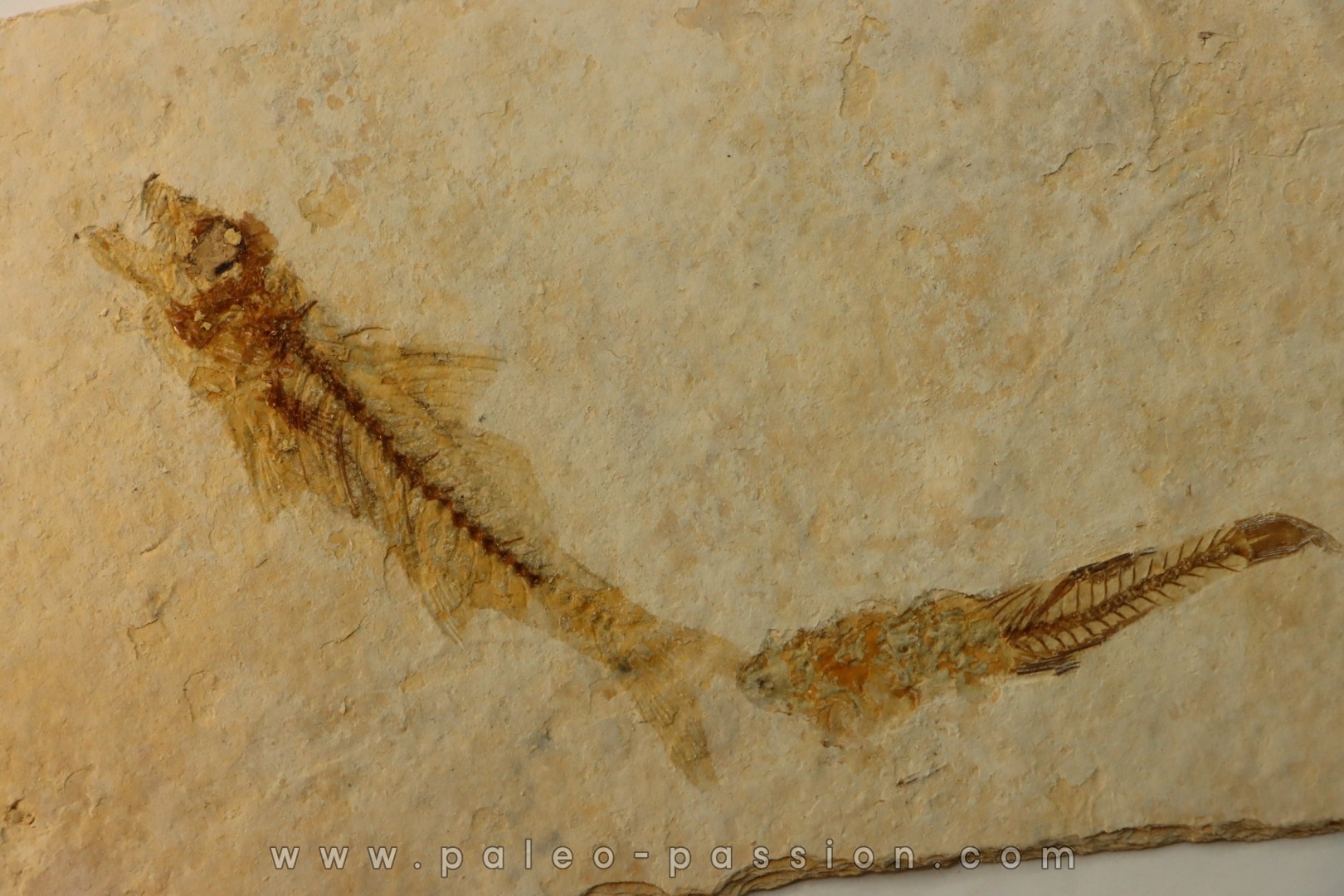 DAPALIS MACRURUS