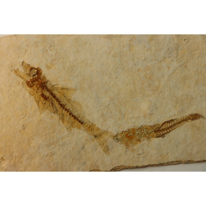 DAPALIS MACRURUS