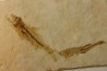 DAPALIS MACRURUS
