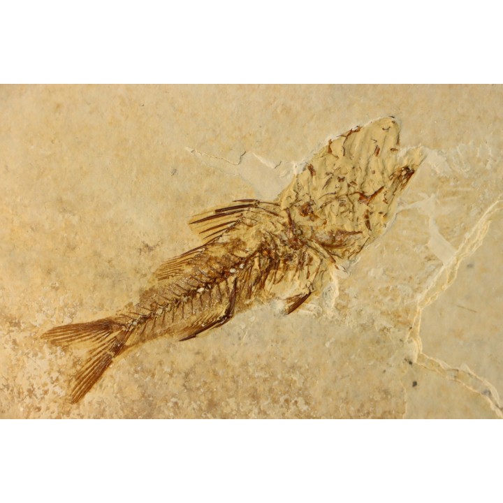 DAPALIS MACRURUS