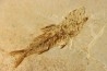 DAPALIS MACRURUS