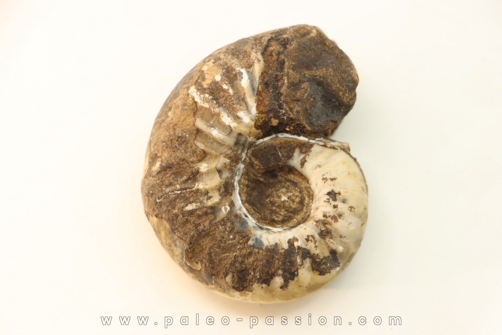 syringonautilus sp. - Smithien (trias) - Bobonaro Scaly Clay - Lidak - TIMOR - INDONESIE