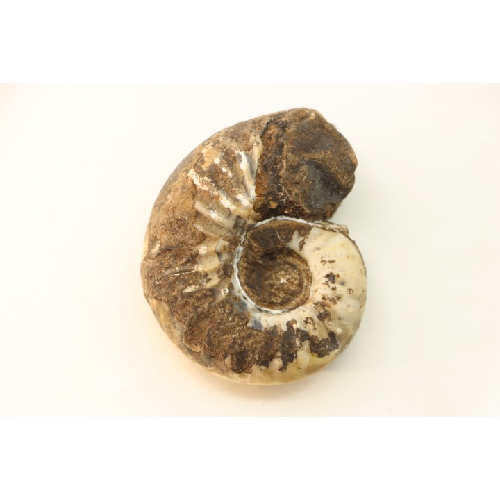 syringonautilus sp. - Smithien (trias) - Bobonaro Scaly Clay - Lidak - TIMOR - INDONESIE