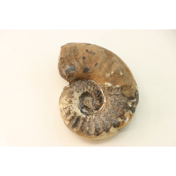 syringonautilus sp. - Smithien (trias) - Bobonaro Scaly Clay - Lidak - TIMOR - INDONESIE