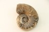 syringonautilus sp. - Smithien (trias) - Bobonaro Scaly Clay - Lidak - TIMOR - INDONESIE