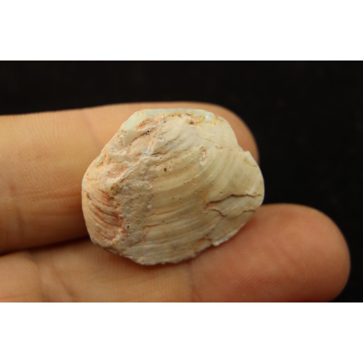 bivalve en opale:  Cyrenopsis australiensis - Aptien - Coober Pedy - Australie