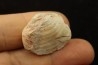 opalized bivalve: Cyrenopsis australiensis - Aptian - Coober Pedy - Australia