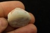 bivalve en opale: Cyrenopsis australiensis - Aptien - Coober Pedy - Australie