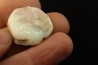 bivalve en opale: Cyrenopsis australiensis - Aptien - Coober Pedy - Australie