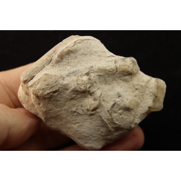 Belemnite en opale: - Aptien - Coober Pedy - Australie