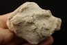 Belemnite en opale: - Aptien - Coober Pedy - Australie