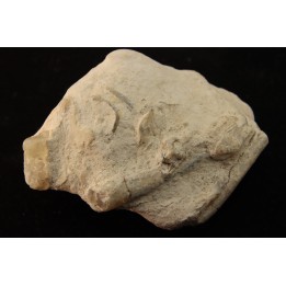 Belemnite en opale: - Aptien - Coober Pedy - Australie