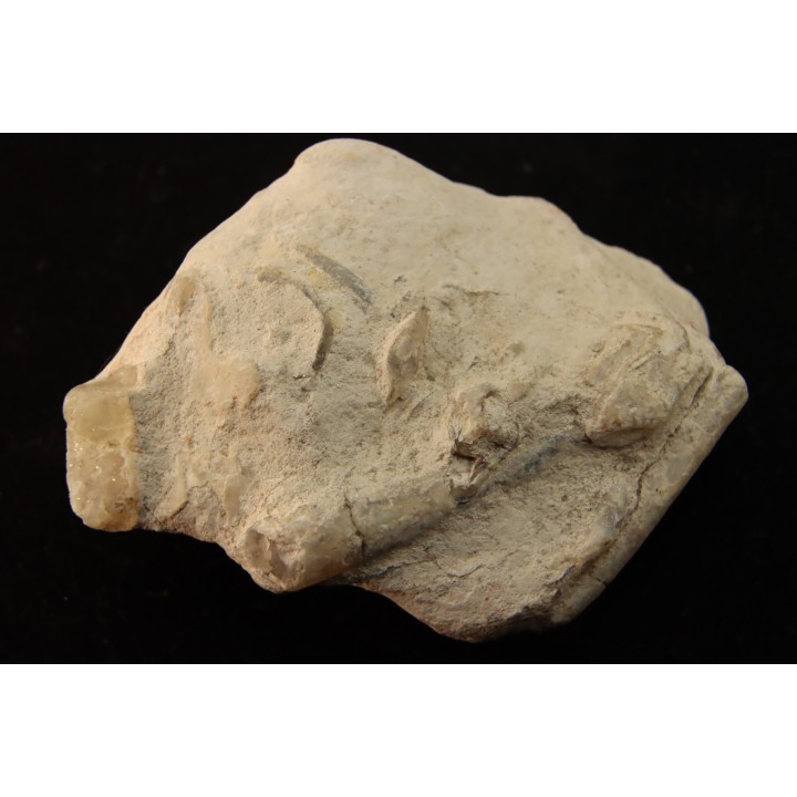 Belemnite en opale: - Aptien - Coober Pedy - Australie