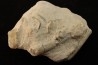 Belemnite en opale: - Aptian - Coober Pedy - Australia