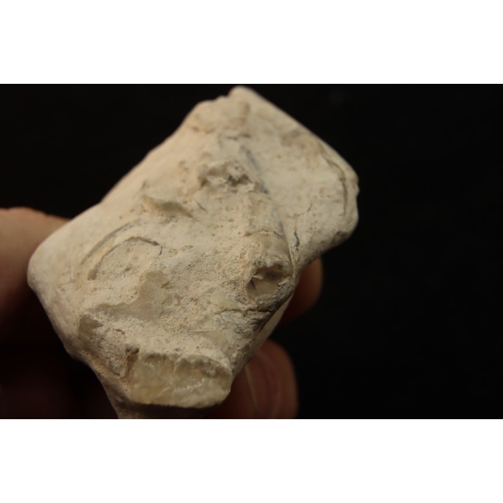 Belemnite en opale: - Aptian - Coober Pedy - Australia