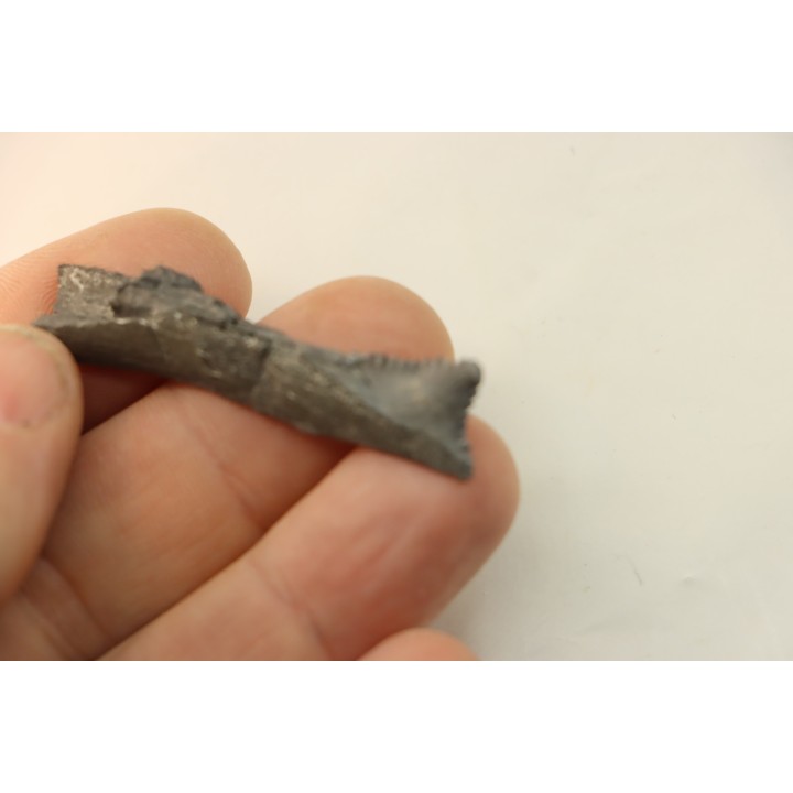 Dent de requin : EDESTUS HEINRICHI