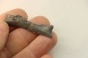 shark teeth: EDESTUS HEINRICHI