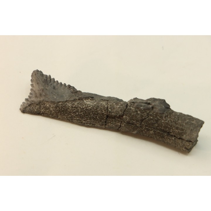 shark teeth: EDESTUS HEINRICHI