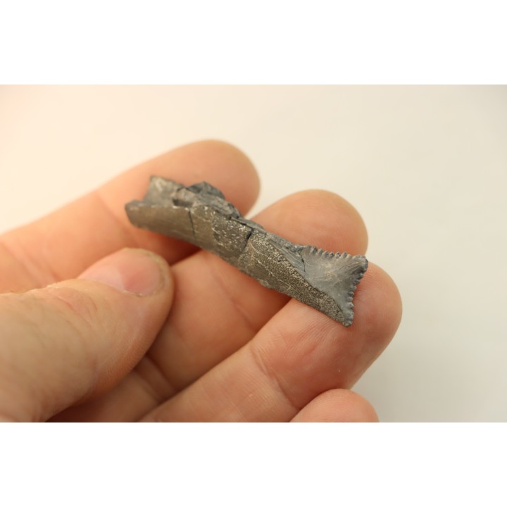 Dent de requin : EDESTUS HEINRICHI
