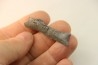 Dent de requin : EDESTUS HEINRICHI