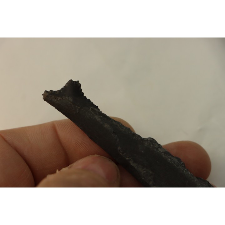 shark teeth: EDESTUS HEINRICHI