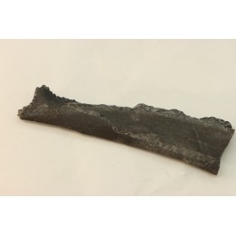 shark teeth: EDESTUS HEINRICHI