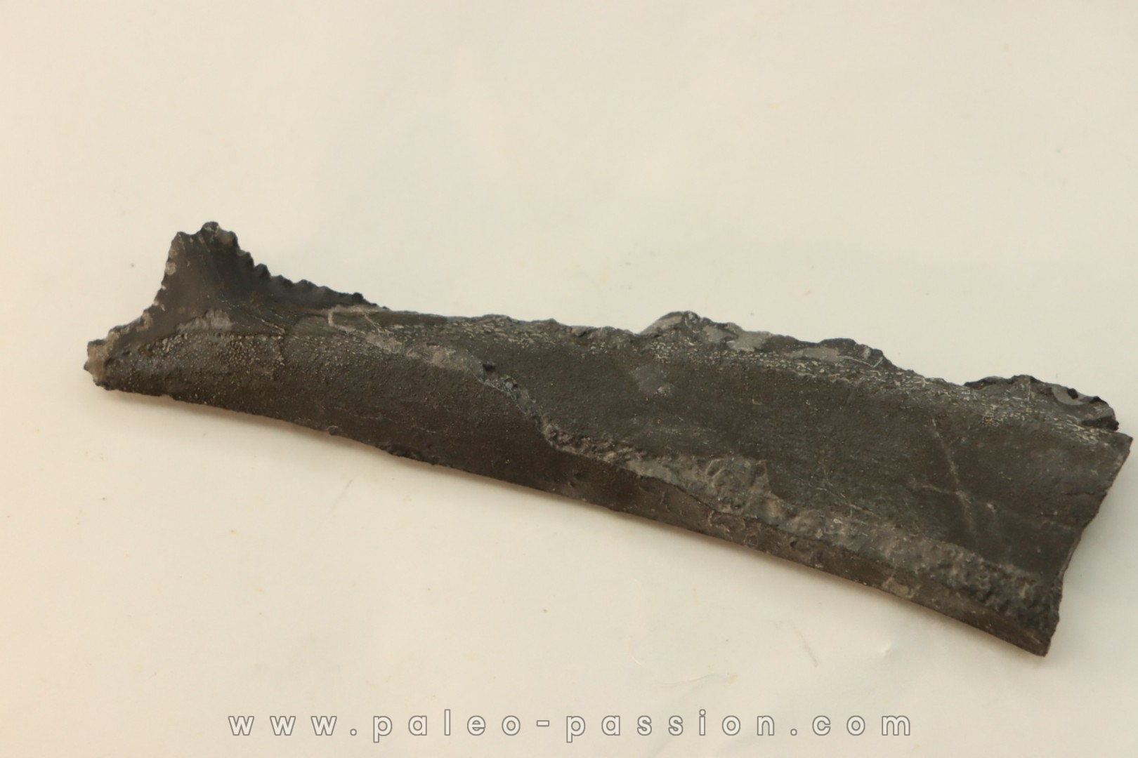 Dent de requin : EDESTUS HEINRICHI