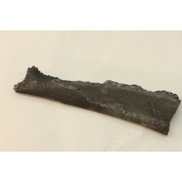 shark teeth: EDESTUS HEINRICHI