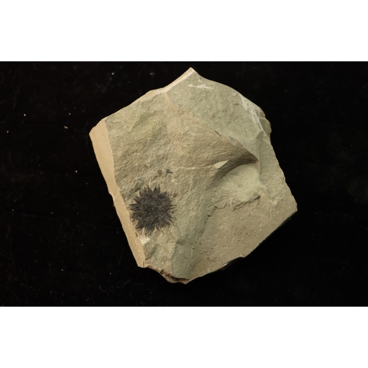 sicamore (fruit) eocene - green river fmt - Utah - USA