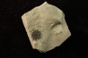sicamore (fruit) eocene - green river fmt - Utah - USA