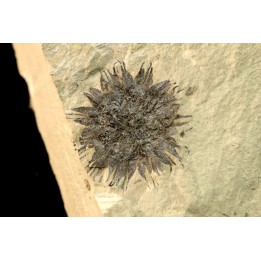 sicamore (fruit) eocene - green river fmt - Utah - USA