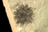 sicamore (fruit) eocene - green river fmt - Utah - USA