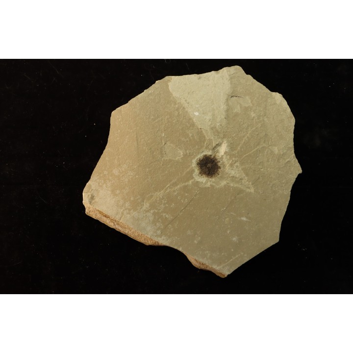 sicamore (fruit) eocene - green river fmt - Utah - USA