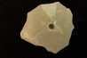 sicamore (fruit) eocene - green river fmt - Utah - USA