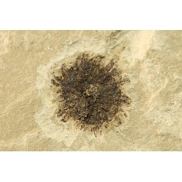 sicamore (fruit) eocene - green river fmt - Utah - USA