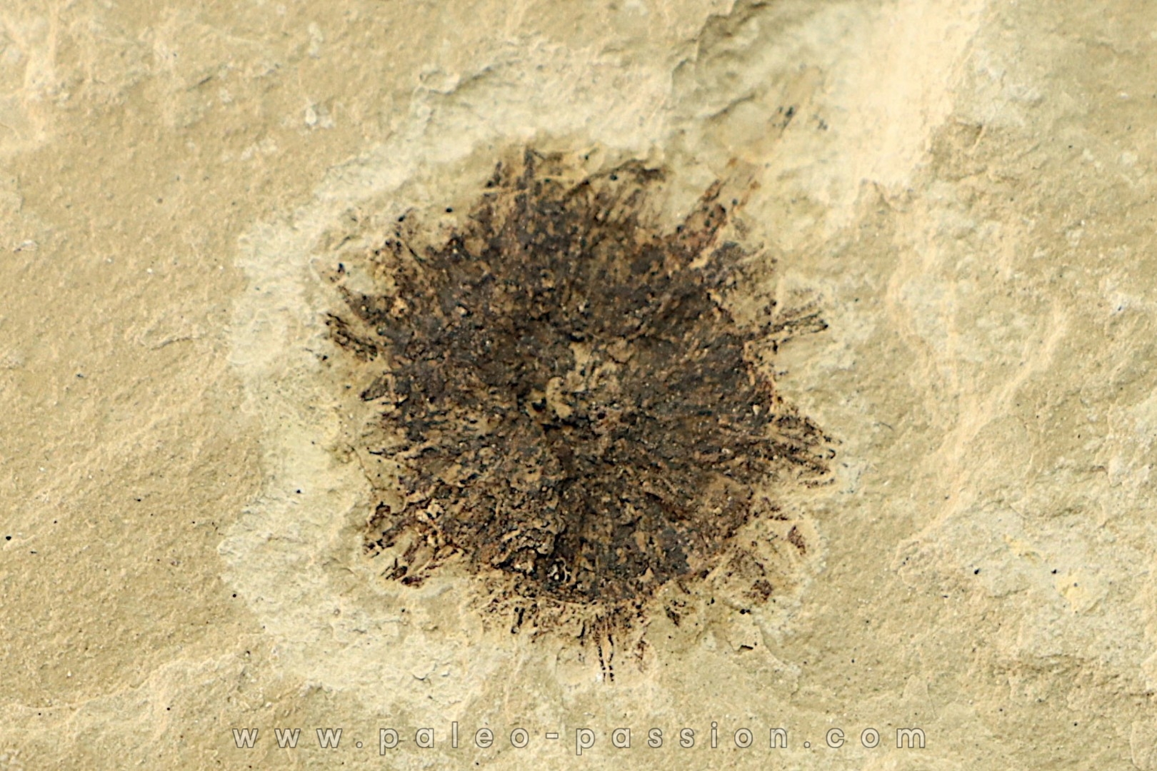 sicamore (fruit) eocene - green river fmt - Utah - USA