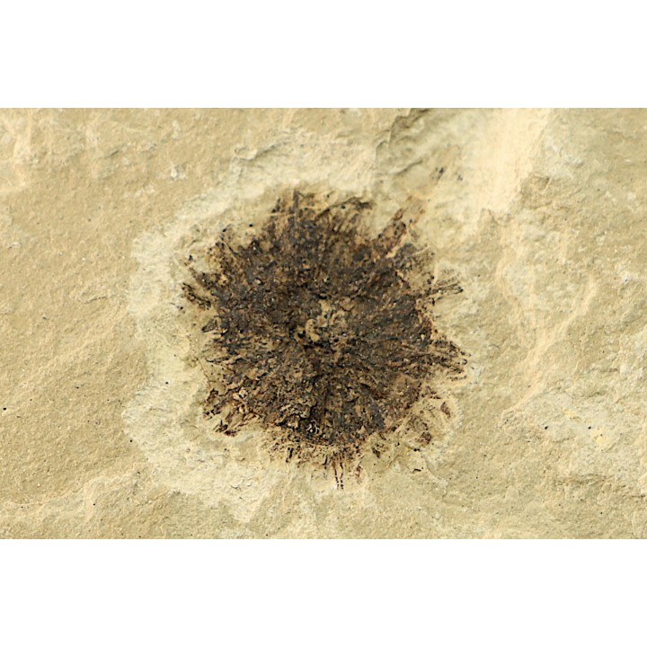 sicamore (fruit) eocene - green river fmt - Utah - USA