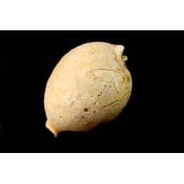 AUSTROCYPRACA CONTUSA - Miocene - Mornington peninsula, Victoria, AUSTRALIE