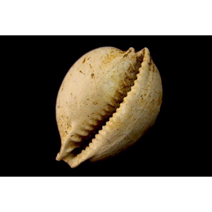 AUSTROCYPRACA CONTUSA - Miocene - Mornington peninsula, Victoria, AUSTRALIE