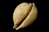 AUSTROCYPRACA CONTUSA - Miocene - Mornington peninsula, Victoria, AUSTRALIE
