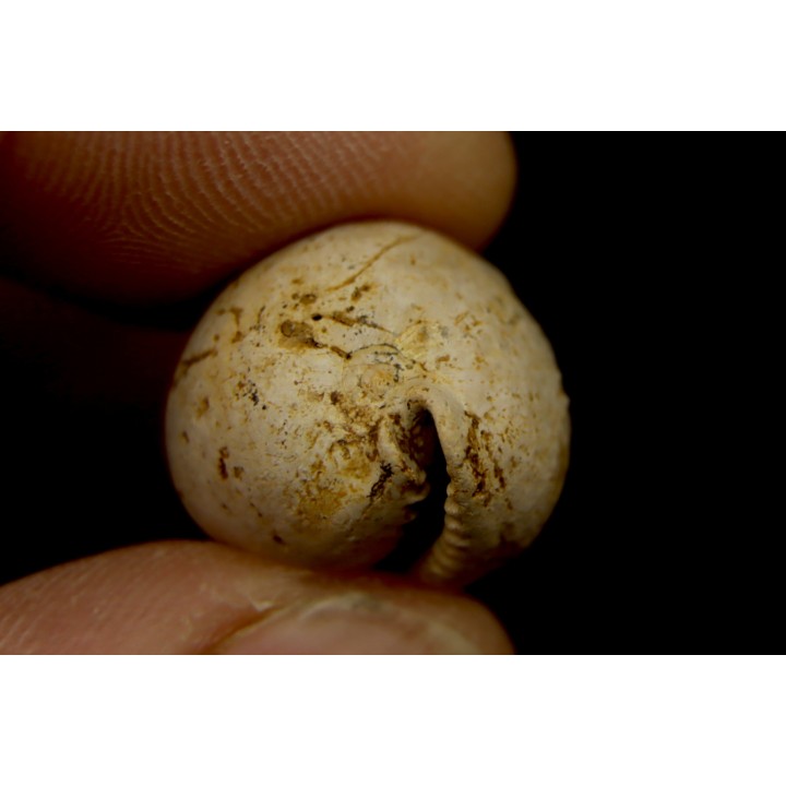AUSTROCYPRACA CONTUSA - Miocene - Mornington peninsula, Victoria, AUSTRALIE
