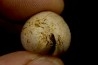 AUSTROCYPRACA CONTUSA - Miocene - Mornington peninsula, Victoria, AUSTRALIE