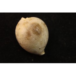 AUSTROCYPRACA CONTUSA - Miocene - Mornington peninsula, Victoria, AUSTRALIE