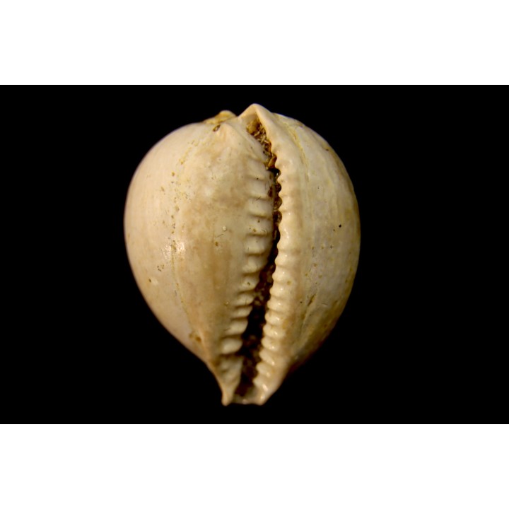 AUSTROCYPRACA CONTUSA - Miocene - Mornington peninsula, Victoria, AUSTRALIE